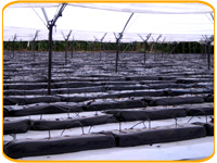 growbag2